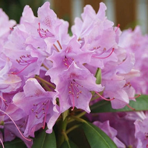 Rhododendron 'English Roseum', 'English Roseum' Rhododendron, Late Midseason Rhododendron, Evergreen Rhododendron, Purple Rhododendron, Purple Flowering Shrub